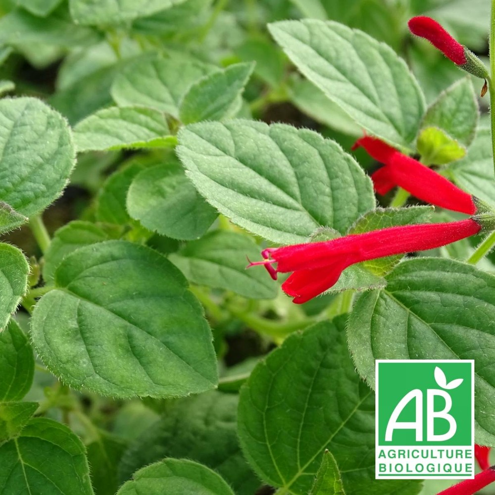 Sauge orange bio/salvia rutilans[-]lot de 9 godets