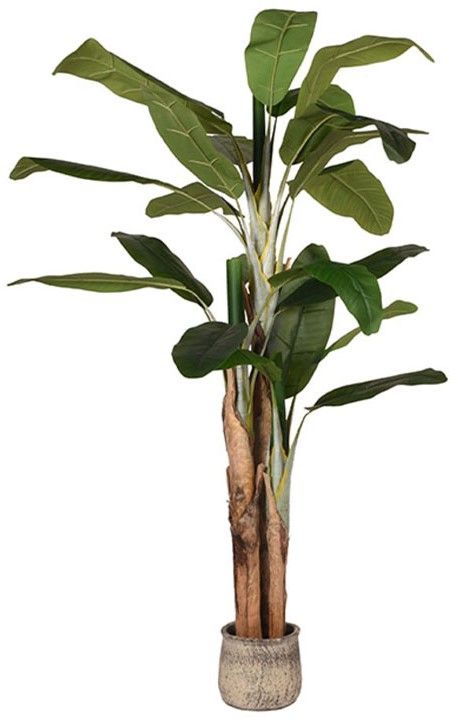 Kunstplant Musa DS-54.003B110 x D110 x H180 cm