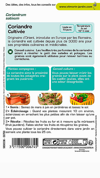 Graines de Coriandre Cultivée
