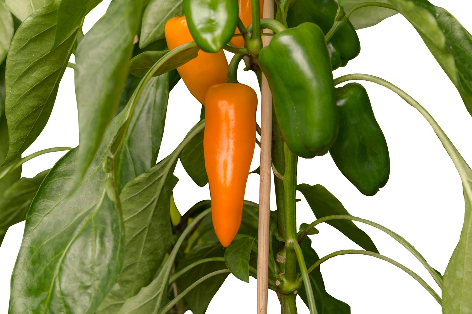 Pick-&-Joy snoeppaprika oranje (Capsicuum Anuum) D 14 H 40 cm