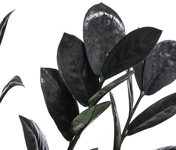 Glücksfeder - Zamioculcas zamiifolia 'Raven'