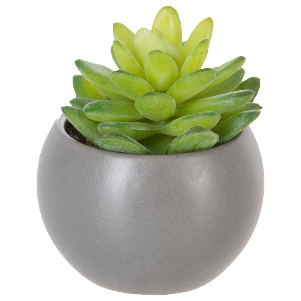 Plante grasse en pot h13
