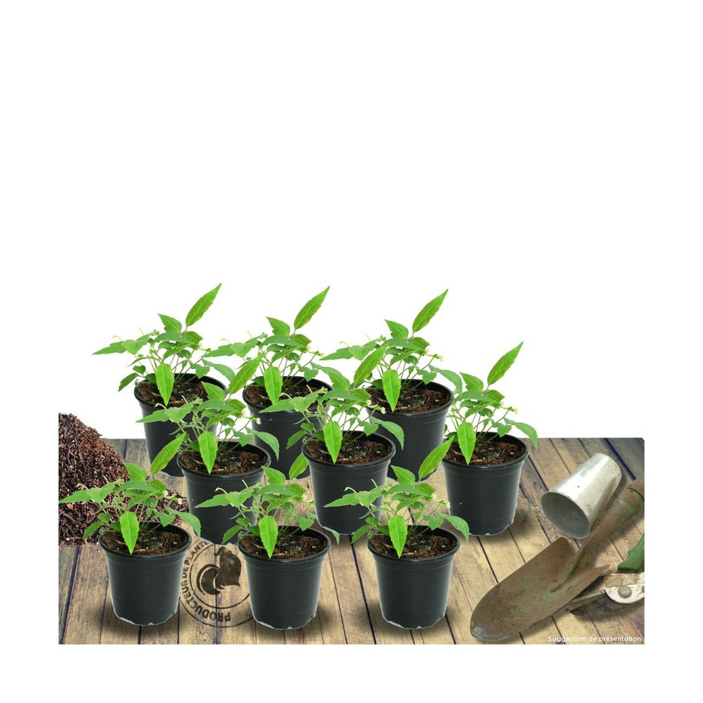 Laurier-sauce nobilis/laurus nobilis[-]pot de 3l - 20/40 cm