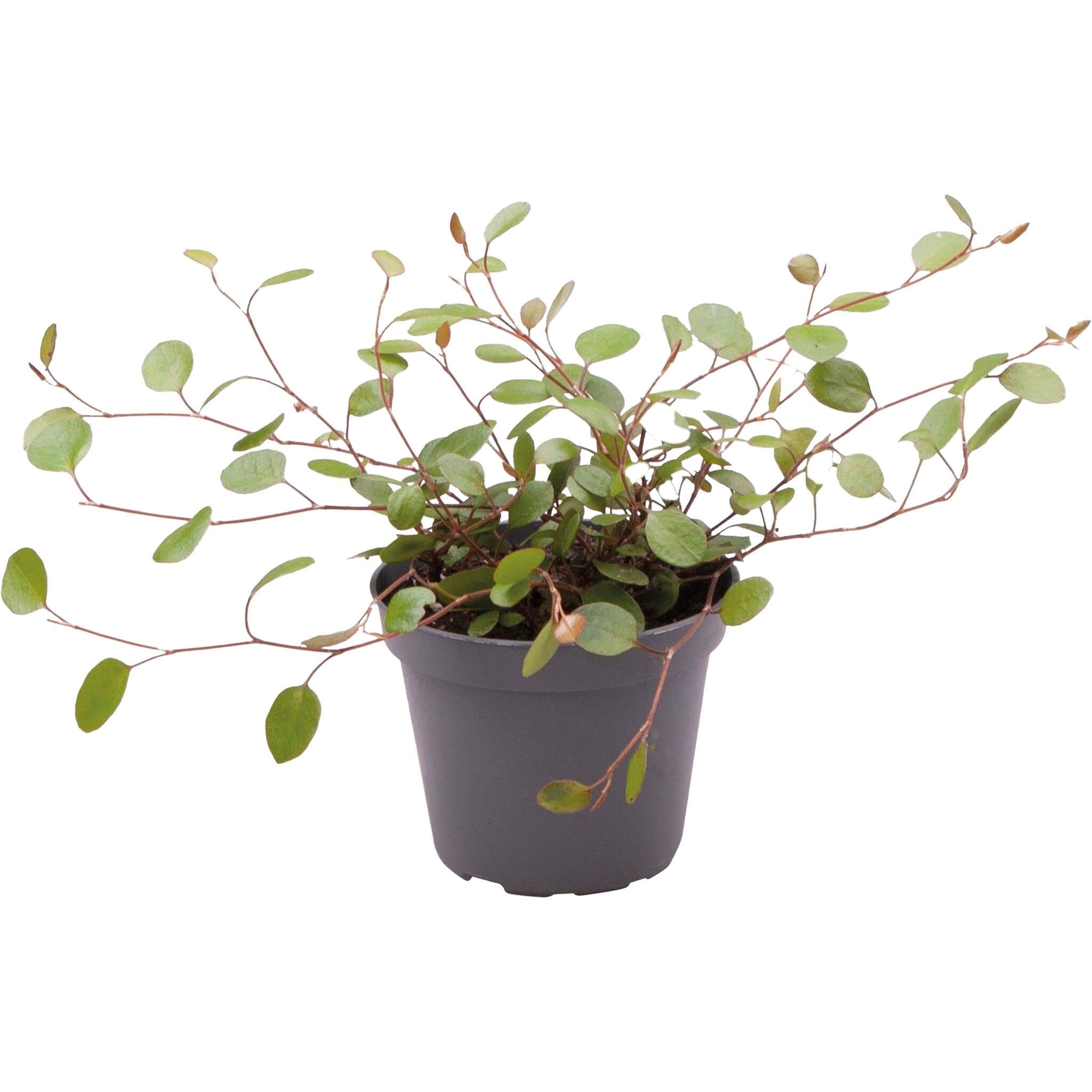 Terraplant Muehlenbeckia Complexa