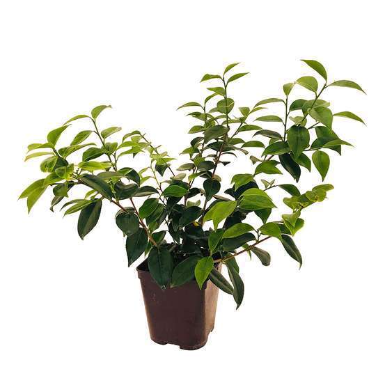 Camellia 'Nuccio's Jewel' : H 40/50 cm, ctr 3 Litres