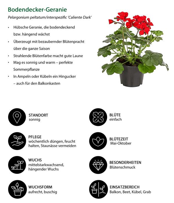 Beet- & Balkonpflanzen-Set Sonnenanbeter