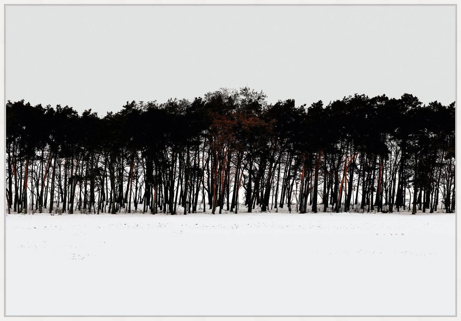 Forest 3 by Hartwig Klappert - Limited Edition. Edition of: 100. Signed.
