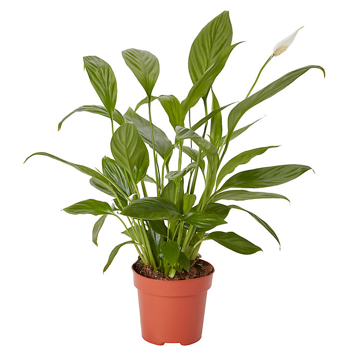 Fleur de lune, petite taille 12cm