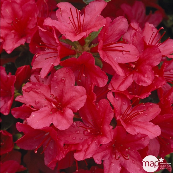 Azalea japonica : H 30/40 cm, ctr 5 L