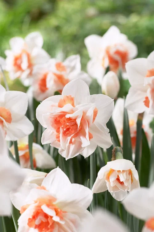 Narcissus x incomparabilis 'Replete' Påskelilje 'Replete'