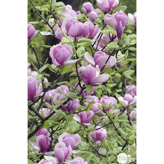Magnolia Soulangeana : pot de 10L - H. 100/125 cm