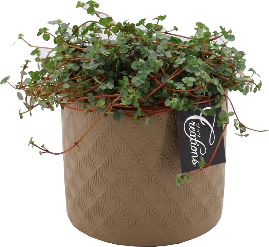 Intratuin Arrangement Crown Kanonplantje (Pilea) D 14 H 20 cm