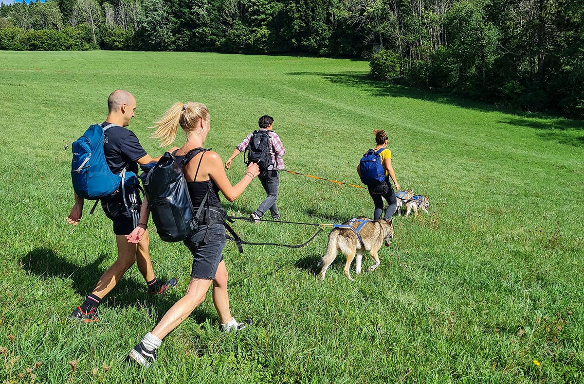 Husky Tagesausflug Bettmaringen