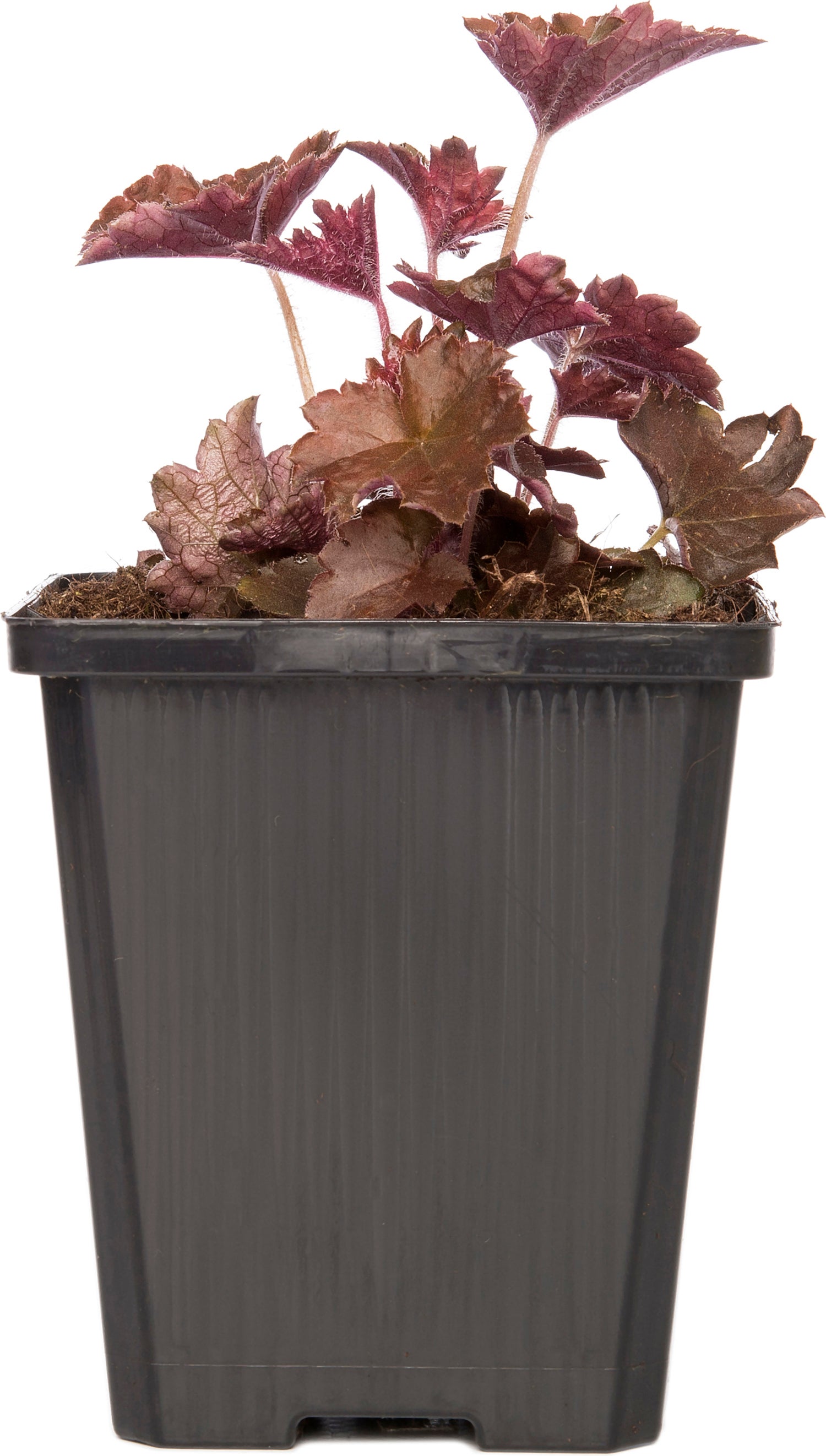 Purperklokje (Heuchera micrantha 'Palace Purple') D 9 H 15 cm
