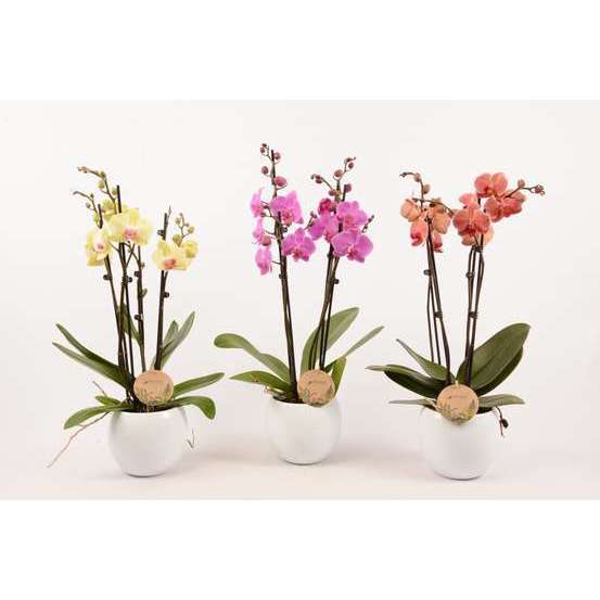 Phalaenopsis varié:4 tiges Truffaut H 60 cm pot D14 cm
