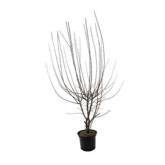 Malus Evereste Perpetu Truffaut : C15L