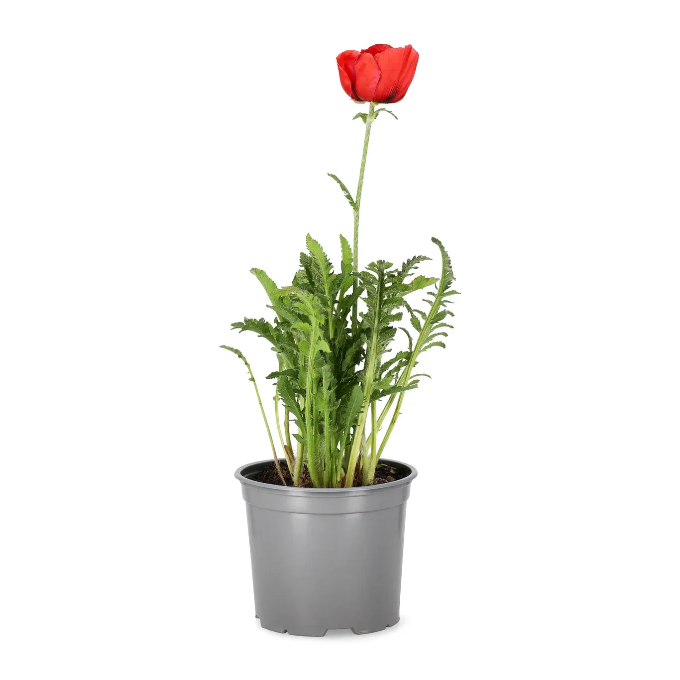 Papaver (Orientale-Group) Orientvalmue Ø17 cm