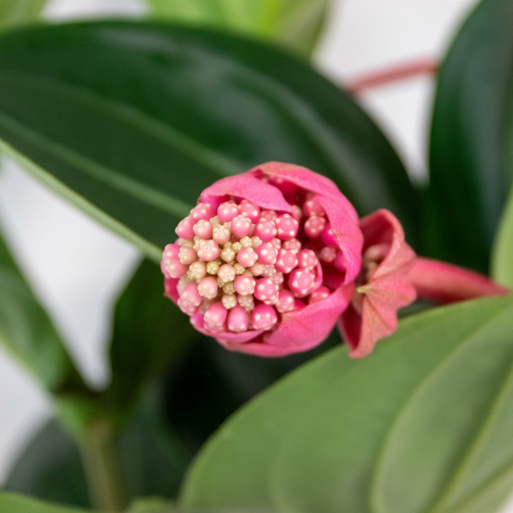 Medinilla magnifica 'flamenco' – fleur en spray – peu d'entretien – ⌀17 cm - ↕50-60 cm