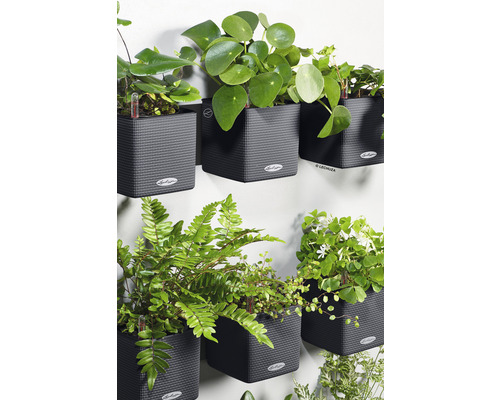Lechuza Cube Color Green Wall bloempot, 14 cm hoog, grijs kunststof, inclusief houder, waterniveau-indicator, zelfbewateringssysteem en plantenbak