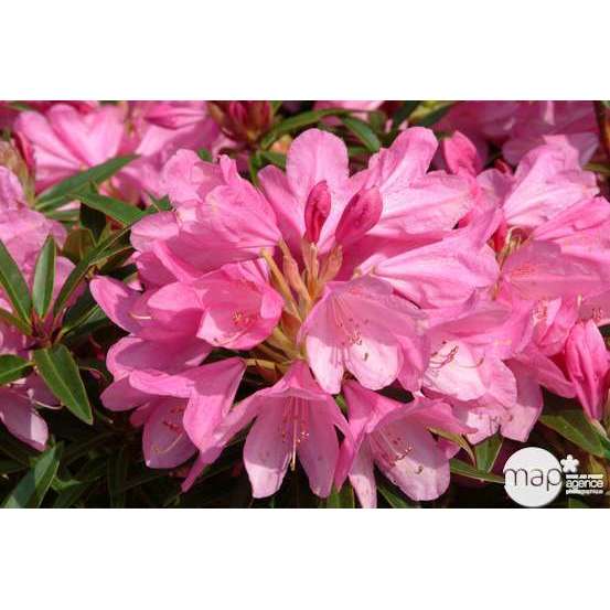 Rhododendron x 'Graziella':H 40/50 cm conteneur 7 litres