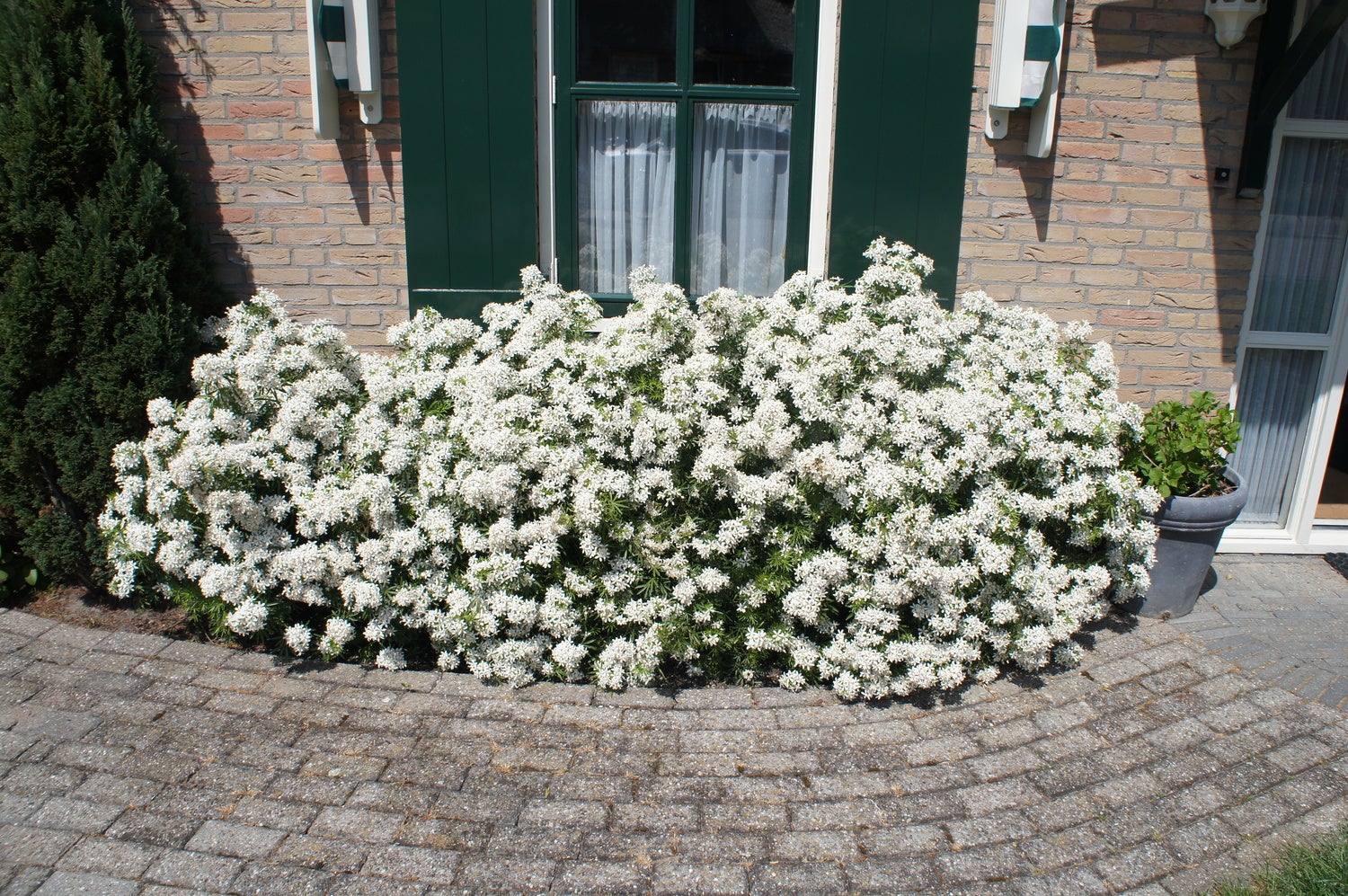 Mexicaanse Oranjebloesem (Choisya ternata 'White Dazzler') D 19 H 20 cm