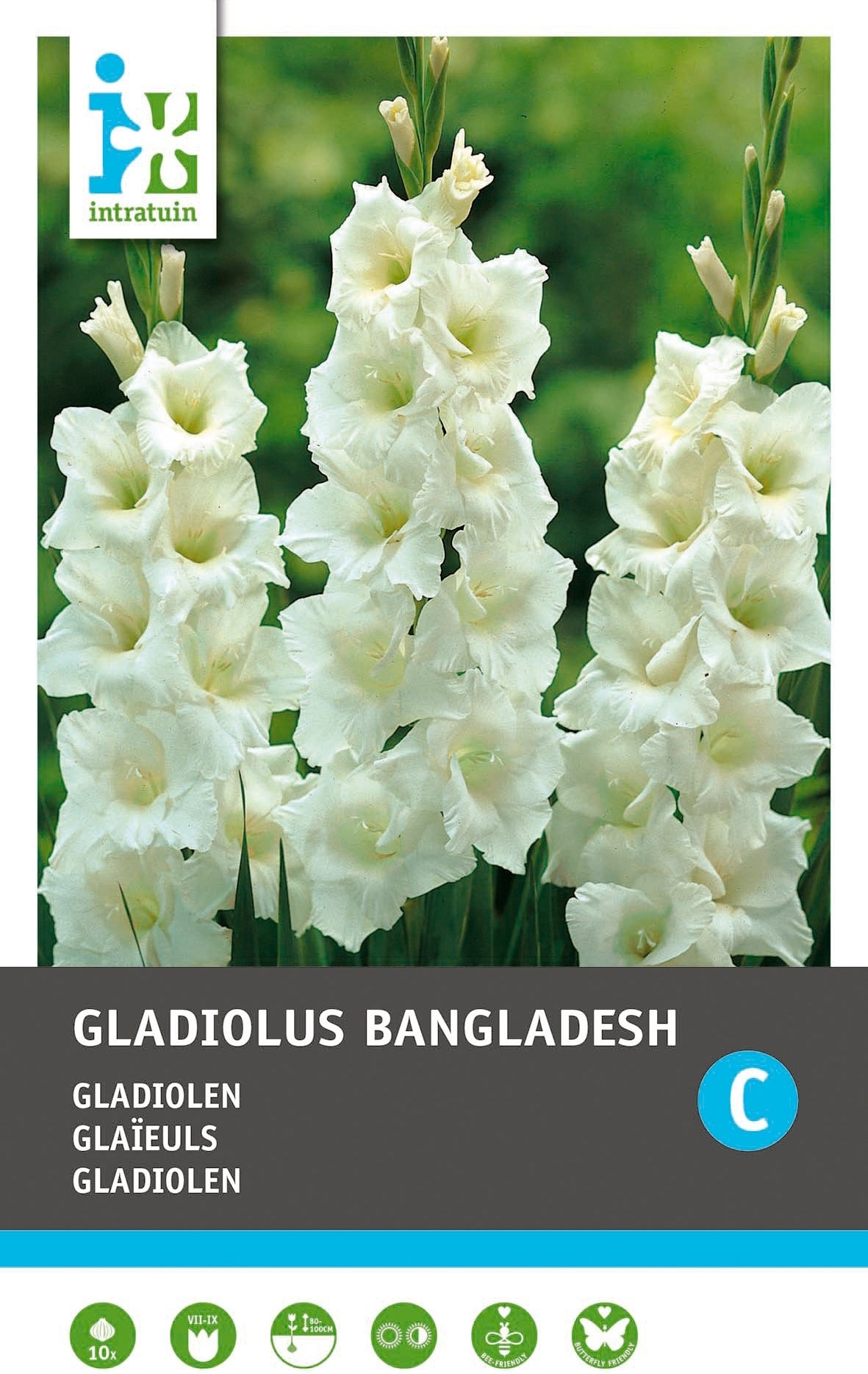 Intratuin bloembollen Gladiool (Gladiolus 'Bangladesh') 10 stuks