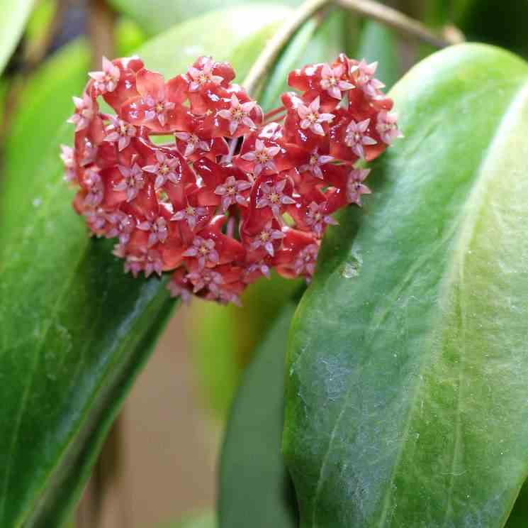 Hoya ilagiorum (fleur de porcelaine, fleur de cire) rouge - taille pot de 2 litres - 20/40 cm