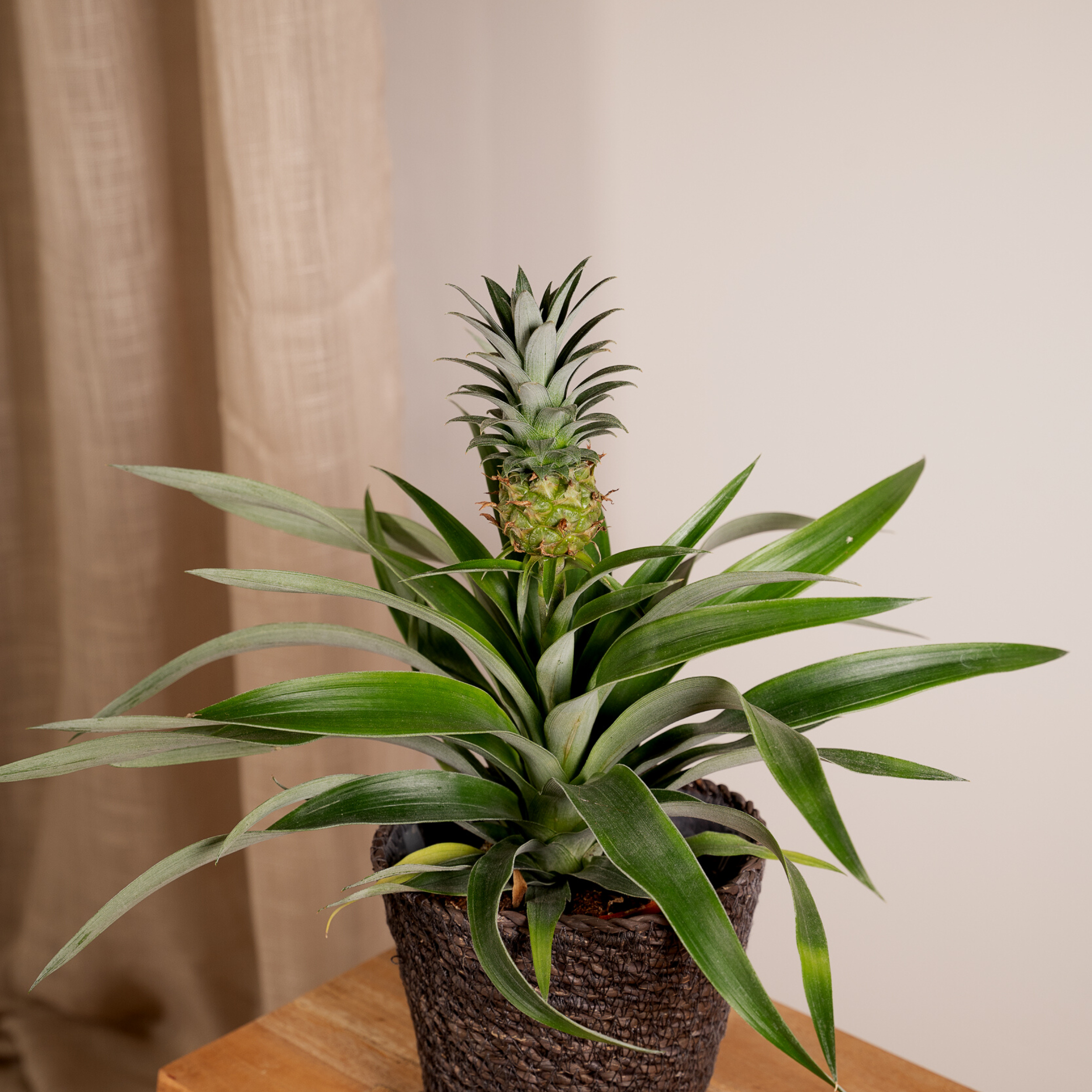 Plante d'intérieur - bromelia - lot de 2 30cm