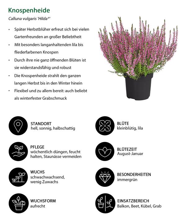 Beet- & Balkonpflanzen-Set Herbstglück,