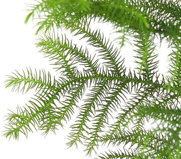 Zimmertanne - Araucaria heterophylla
