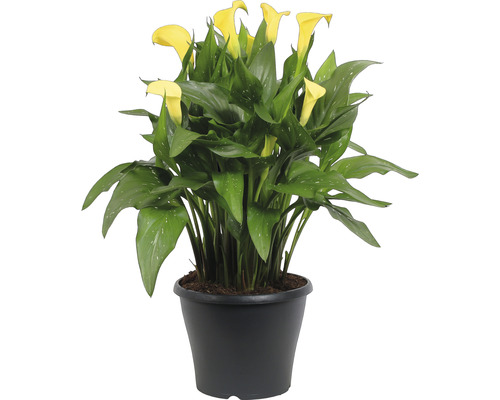 Calla, Zantedeschia MIX FloraSelf H 30-45 cm Ø 23 cm pot diverse soorten
