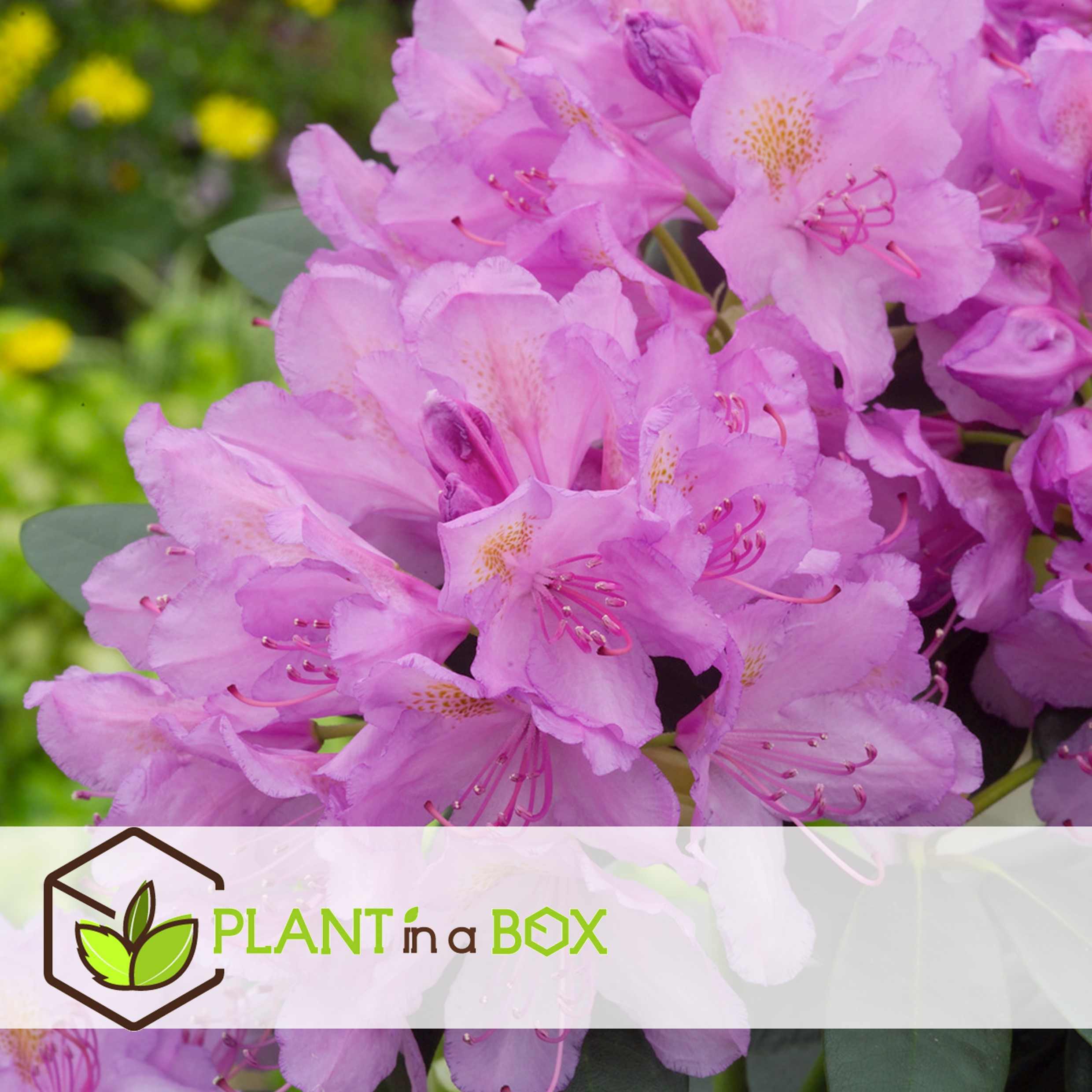 Rhododendron catawbiense purple- set de 3 - violet - pot 9cm - hauteur 25-40cm