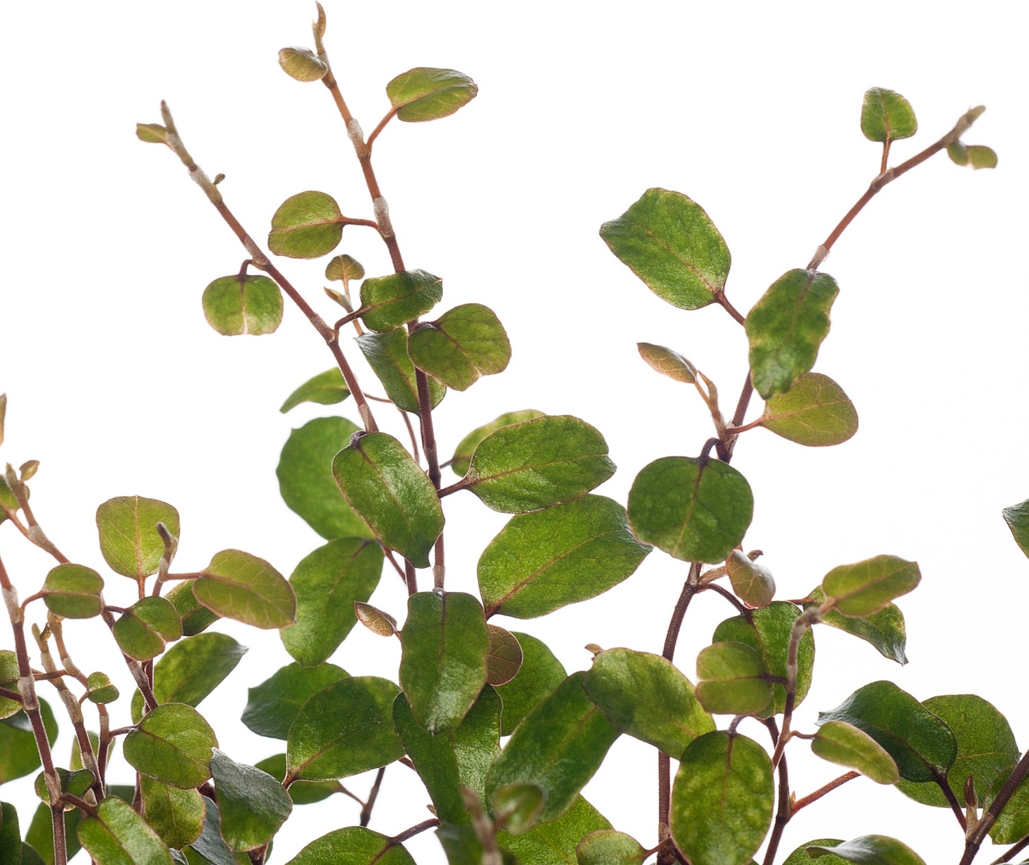 Muehlenbeckia (Muehlenbeckia complexa 'Mao'ri') D 12 H 15 cm