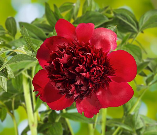 Pfingstrose 'Red Charm'