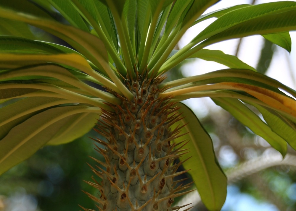 Kit cadeau - palmier de madagascar - 10 graines - pachypodium lamerei