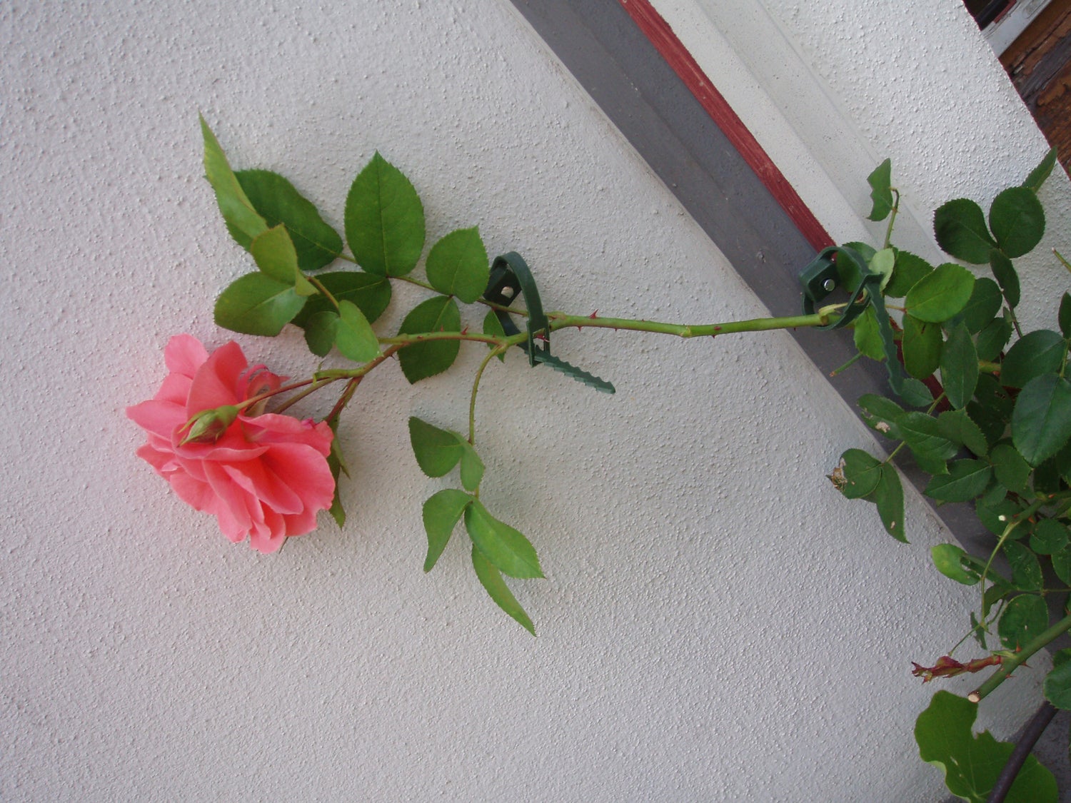 Nature klimplantgeleiders met rattenstaartsluiting D 25-45mm 6 stuks