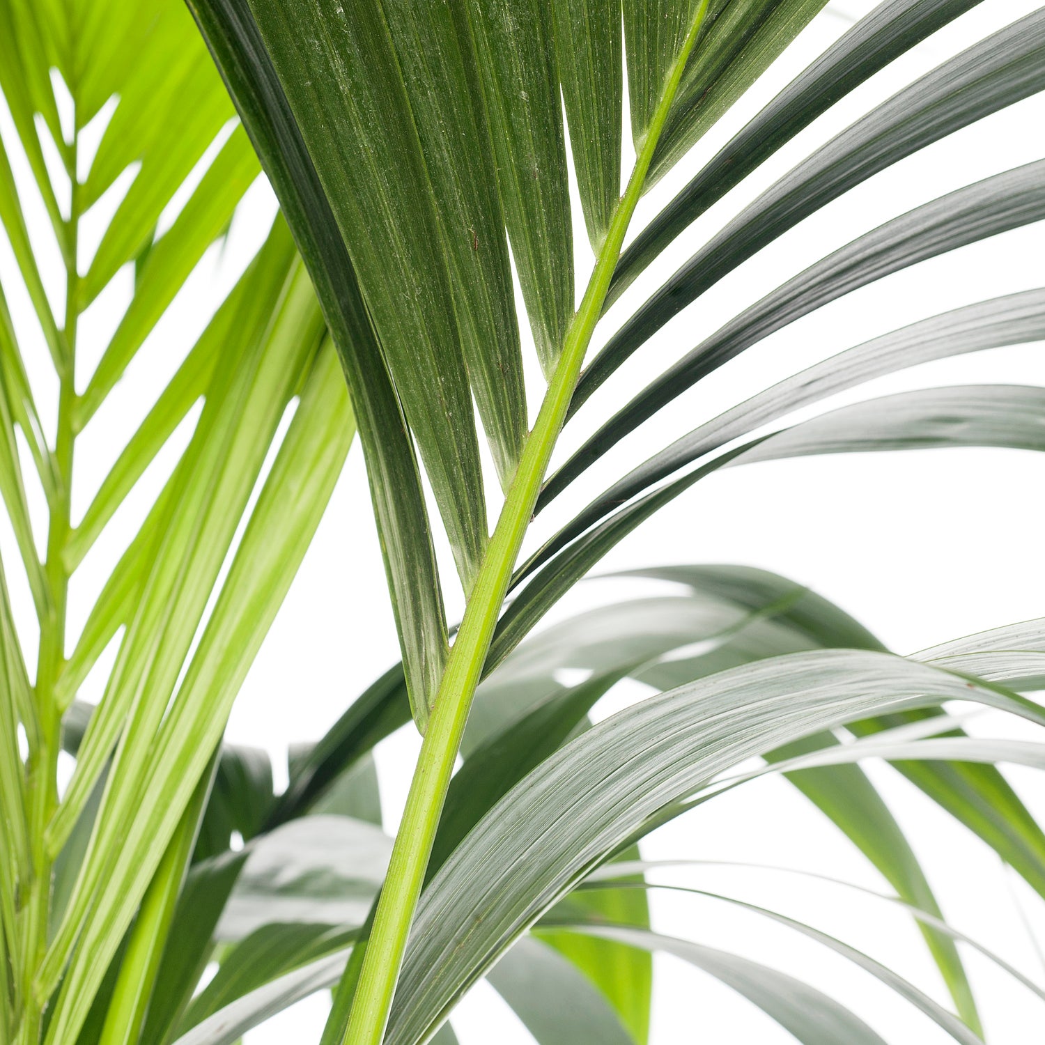Kentiapalm (Howea forsteriana) D 24 H 140 cm
