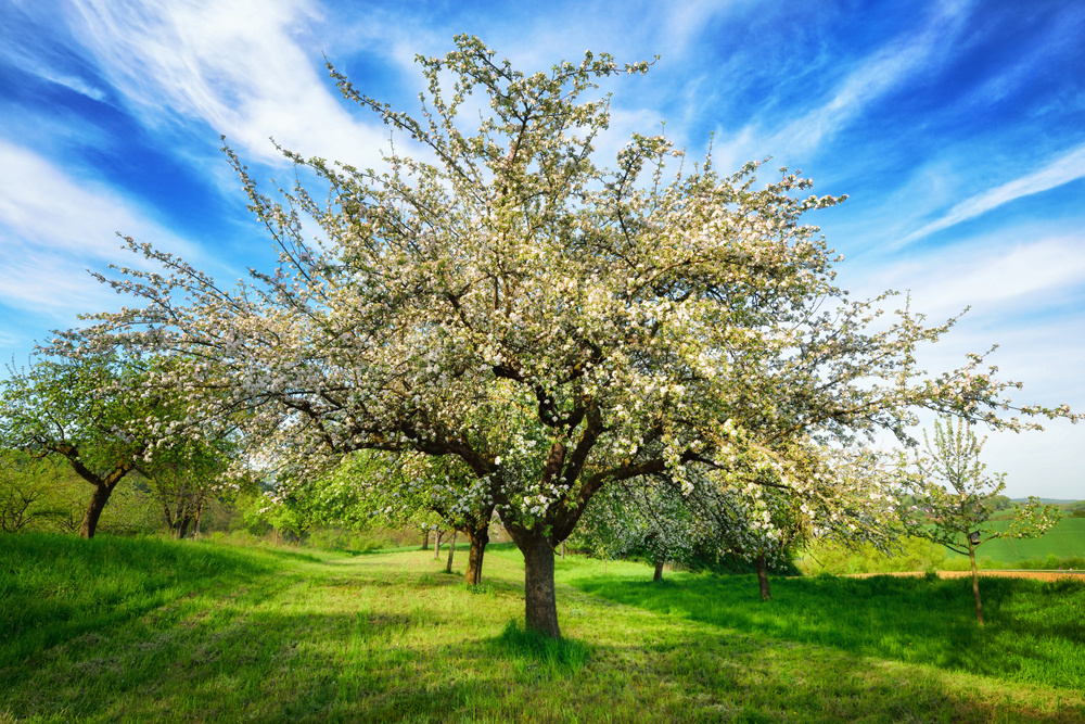 Akustikbild BLÜHENDE OBSTBÄUME 80x120cm, 7kg