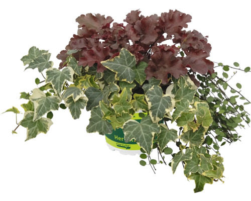 TrioMio Autumn Magic FloraZelfplantencombinatie voor plantenbakken H 10-40 cm Co 5 L
