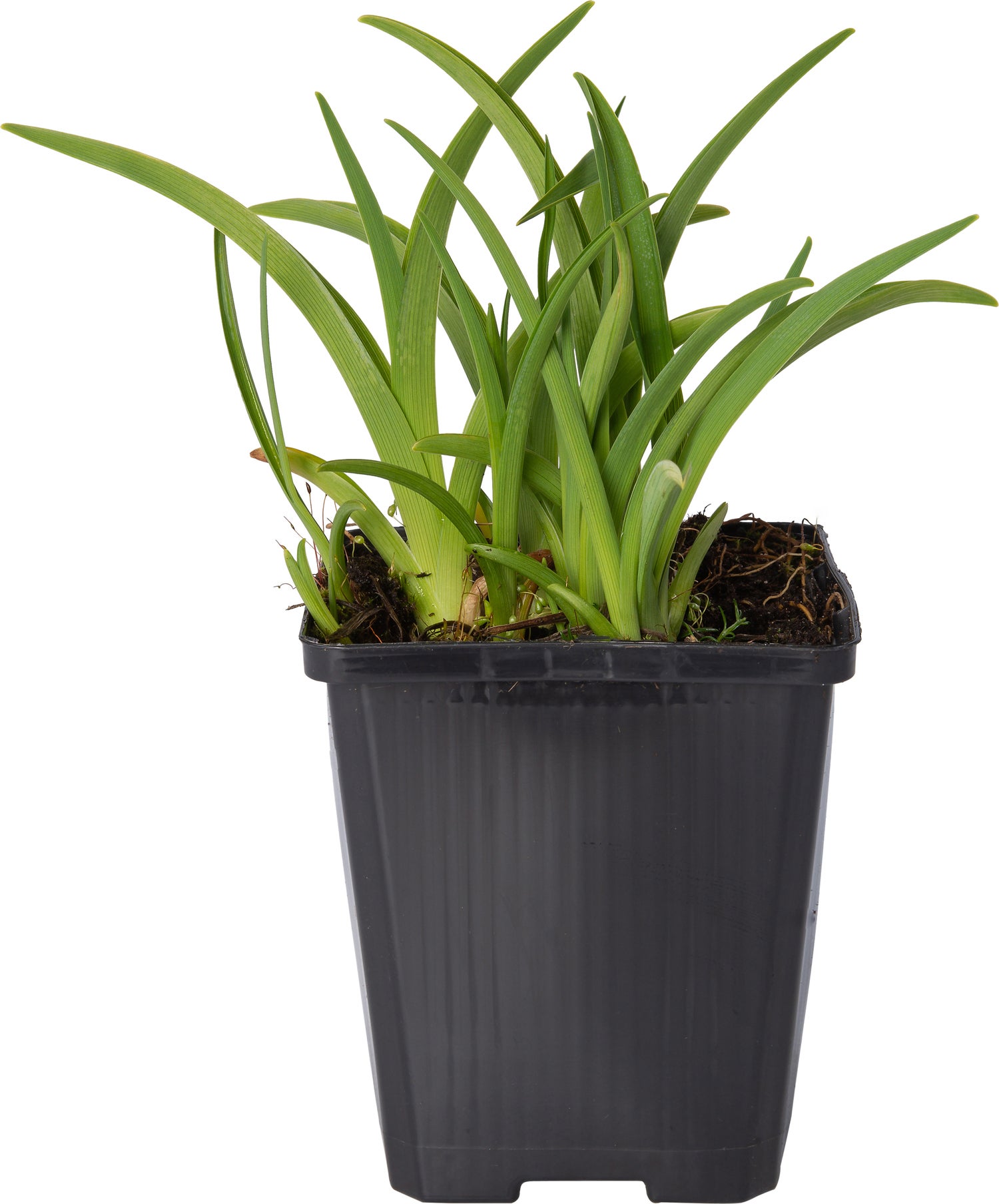 Daglelie (Hemerocallis 'Frans Hals') D 9 H 10 cm
