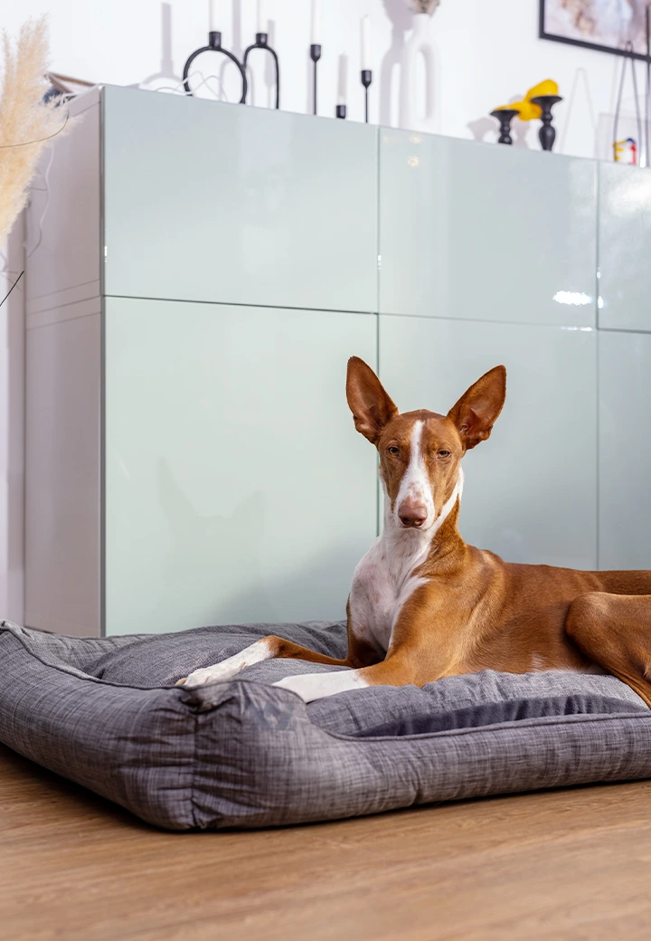 Vet-Concept Hundebett