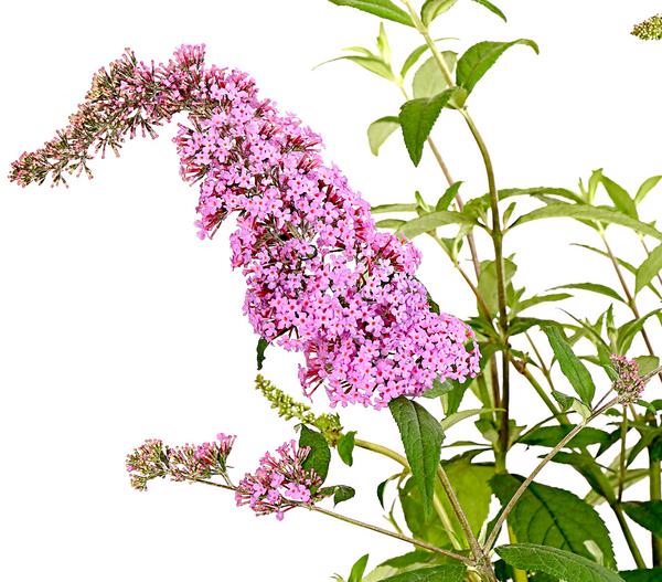 Sommerflieder