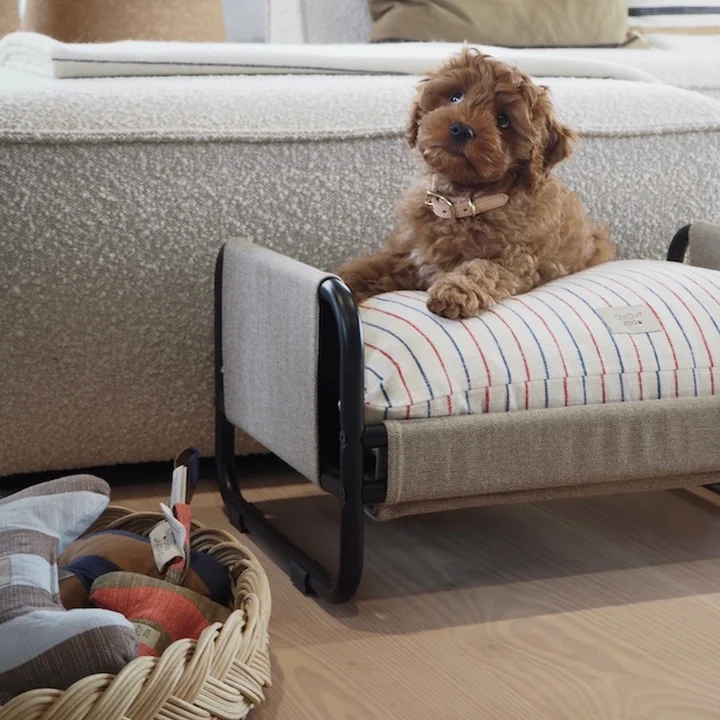 OYOY ZOO - Perry Hundehalsband, medium, caramel