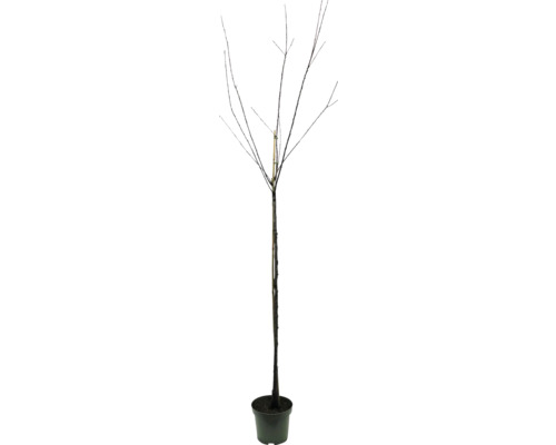 Biologische Mirabelle pruim uit Metz, halfstamboom, FloraSelf biologische Prunus domestica Mirabelle pruim uit Metz, stamhoogte ca. 120 cm, fles 7,5 l, historische/oude variëteit
