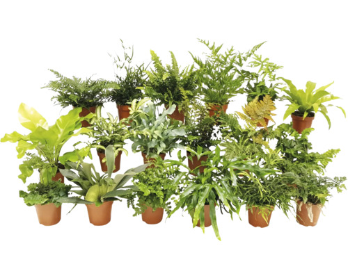 Varenmix FloraSelf Ø 9 cm pot