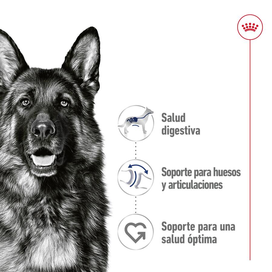 Royal Canin Maxi Adult Carne ao Molho para Cães