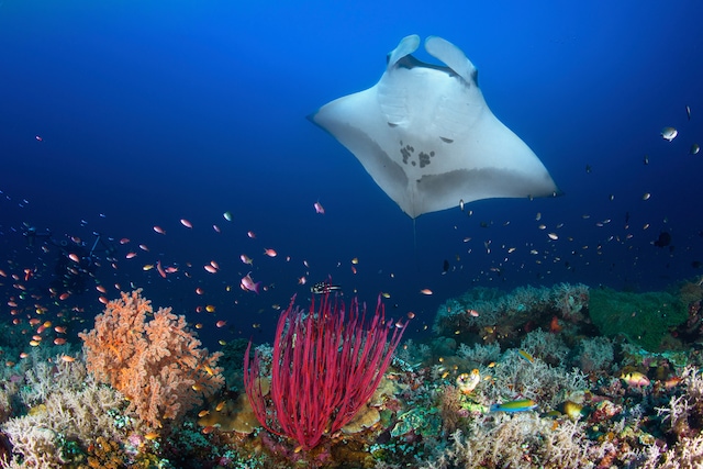 Papermoon Fototapete »Photo-Art  BARATHIEU GABRIEL, OCEAN MANTA RAY AUF DEM RIFF«