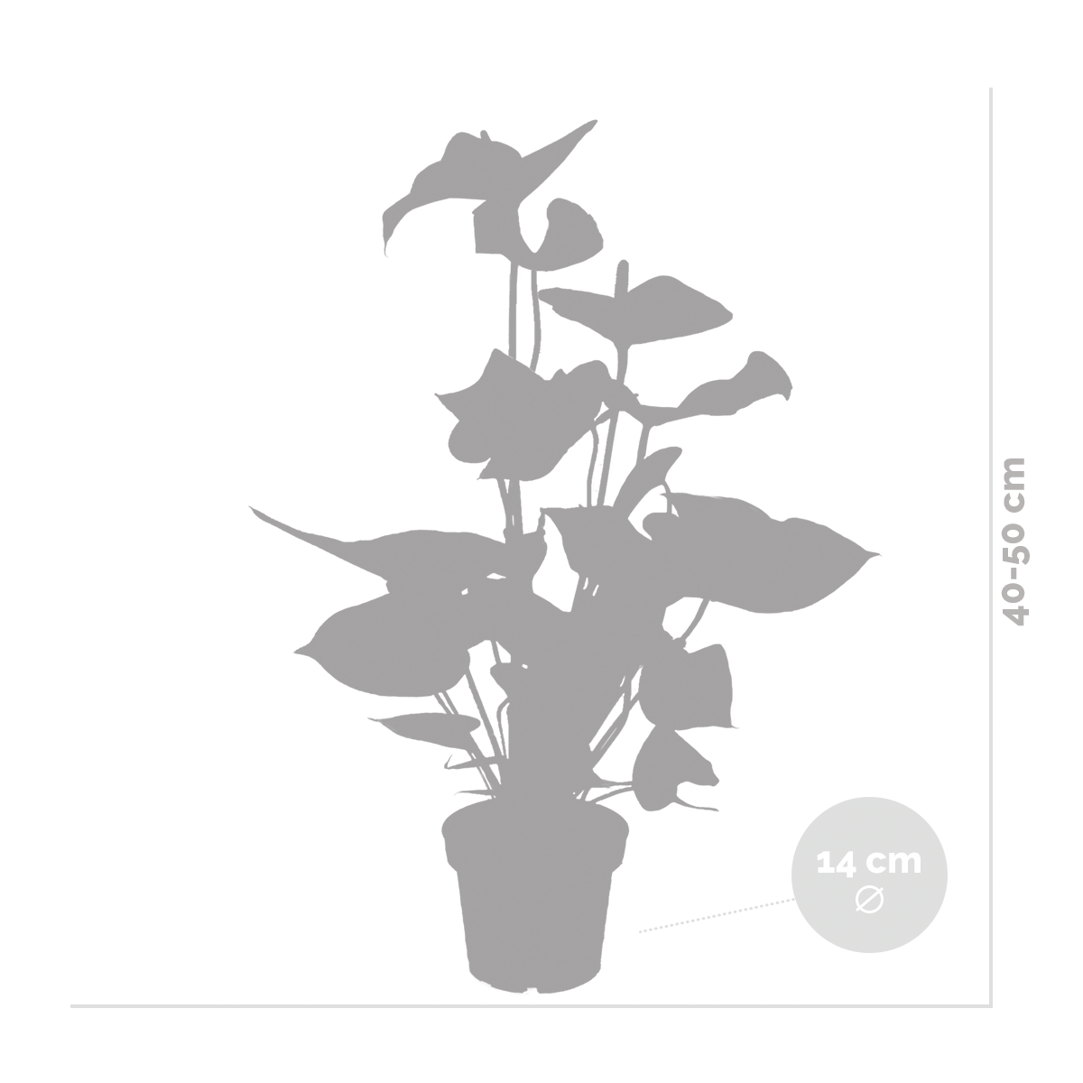 Anthurium 'aristo' rouge - flamingo plant - entretien facile - ⌀14 cm - ↕45-55 cm