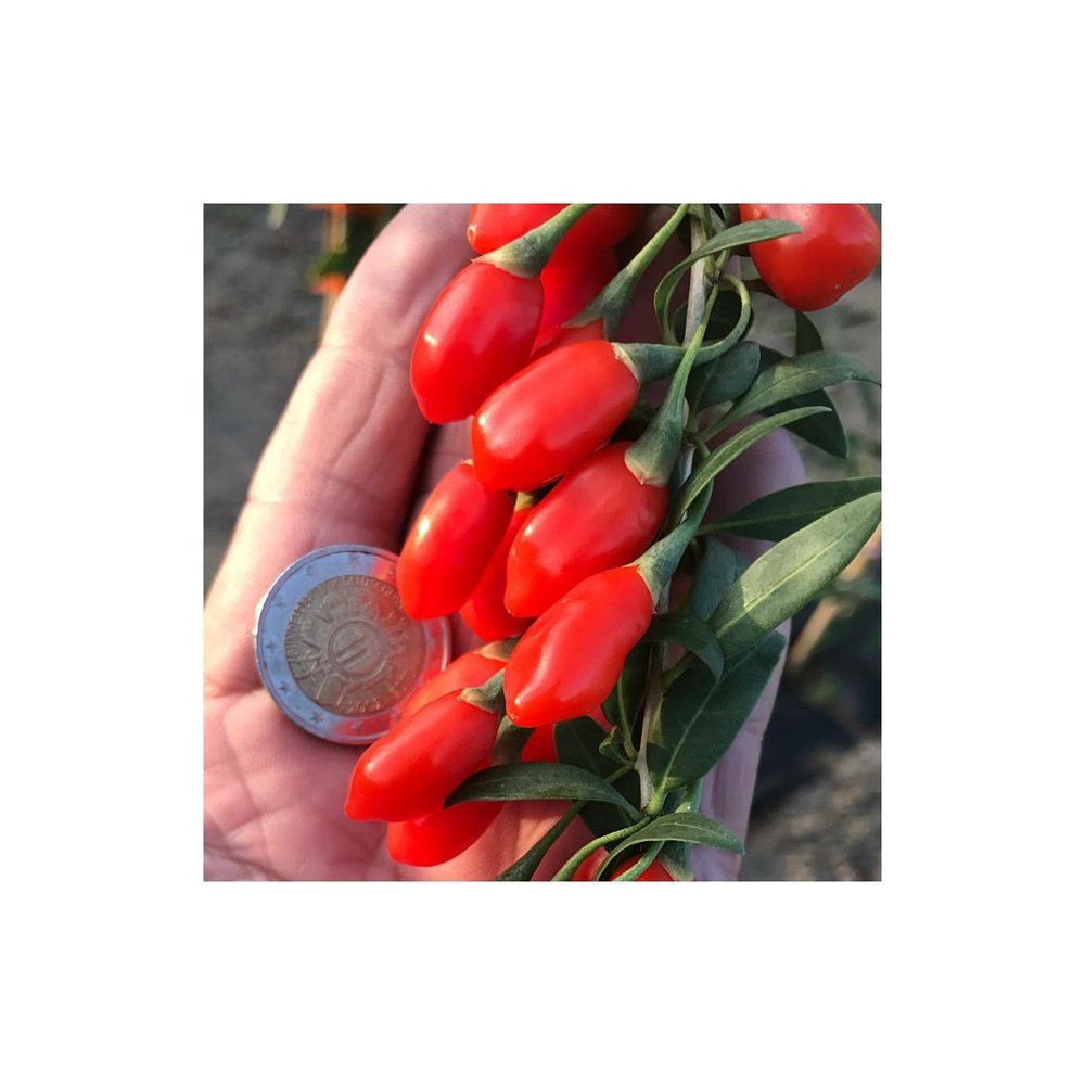 Baie de goji princess tao® 'fpw03'/lycium barbarum princess tao® 'fpw03'[-]pot de 3 l - 40/50 cm