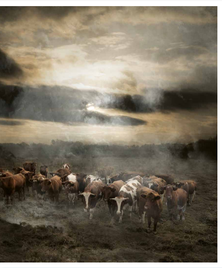 Saskia Boelsums